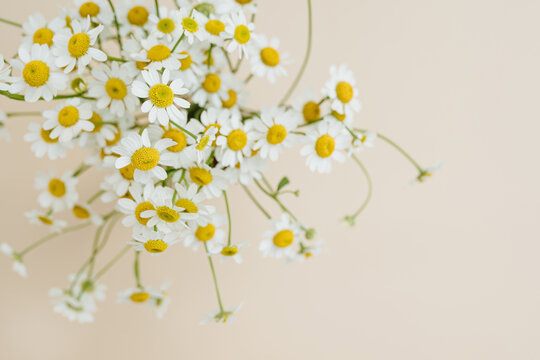 Delicate chamomile daisy flowers bouquet on pale beige background. Aesthetic close up view floral composition