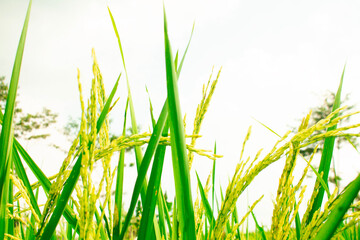 photo of green rice fields, natural background