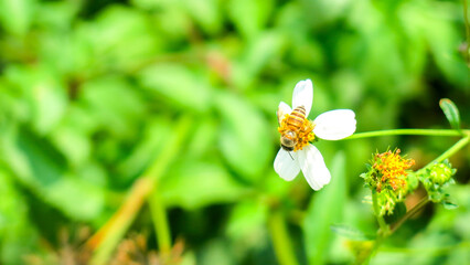 bee on white bidens pilosa flower, sucking its nectar to make delicious honey. this flowers also...