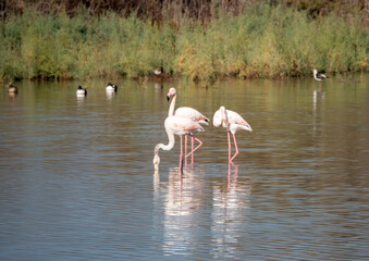 pink flamingo in the water