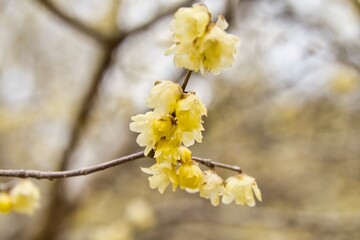 早春の蝋梅
