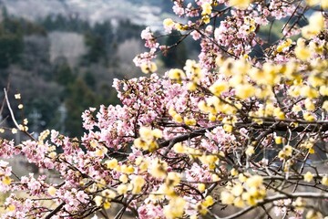 梅と蝋梅の饗宴