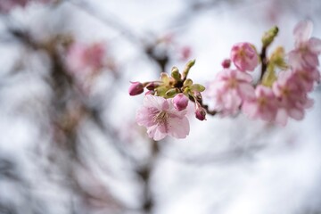 早春の梅の花