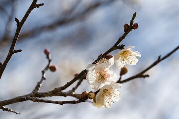 早春の梅の花