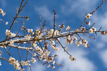 早春の梅の花