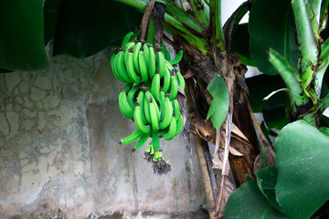 Close-up view. photo Bunch of bananas, green bananas, banana tree in a sunny day.
