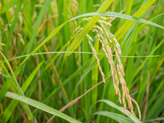 Ear of rice. Close up to thai rice seeds in ear of paddy. Beautiful golden rice field and ear of rice.