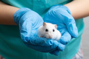 A veterinarian holds a dwarf hamster in his arms, close-up.