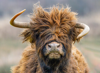 Portrait of a female Scottish highland calf with strongly curved horns and raised head curiously...