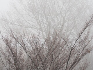 霧に包まれる冬の木々
