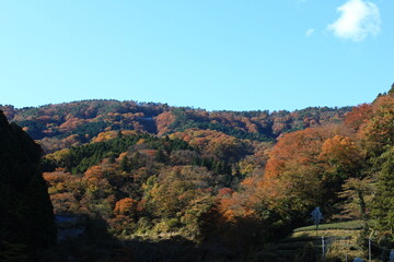 南足柄市矢倉沢の里山。秋の風景。