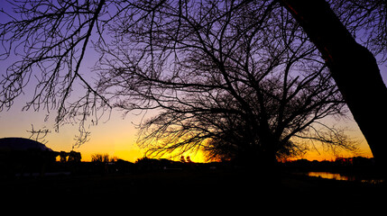 公園の樹木に昇る太陽。朝焼けのシルエットの絶景風景。