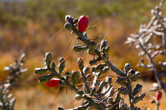 Opuntia leptocaulis in Northern Mexico