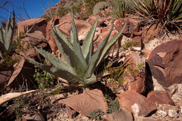 Archaeological Zone: Petroglyphs at Boca de Potrerillos, Nuevo León