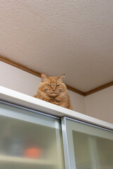 棚の上でくつろぐ猫　茶トラ猫