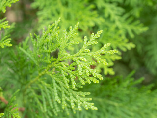 Fresh green fern leaves in the forest.
