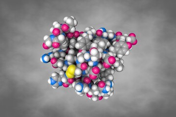 Single-chain insulin. Space-filling molecular model. Atoms are shown as spheres with color coding: carbon (grey), oxygen (red), hydrogen (white), nitrogen (blue), sulfur (yellow). 3d illustration