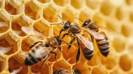 Fotobehang Honey, Honeycomb, Honey Bee. © buraratn