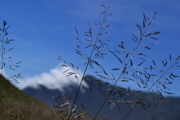 Grass with seeds against the blue sky and mountain hill in Bromo National Park, East Java, indonesia.