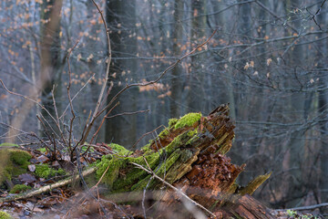 Regen im Februar, Wald mit Buchen Birken und Moos