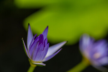 Closeup shot of a pink water lily or lotus flower blooming with yellow stigma at the middle. It has dark green background in the shot.