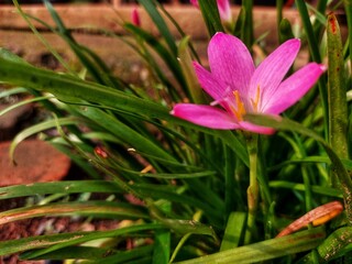 Pink lilies are very good as ornamental plants in 2024.
