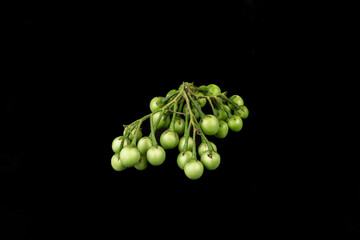 Pea eggplant on black background