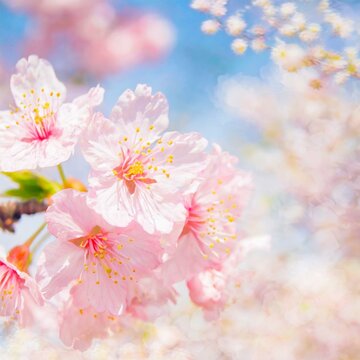 Cherry Blossoms Blooming at the start of Spring - Last days of Winter announcing the new Season of Spring - Sakura Festival Hanami © Eggy