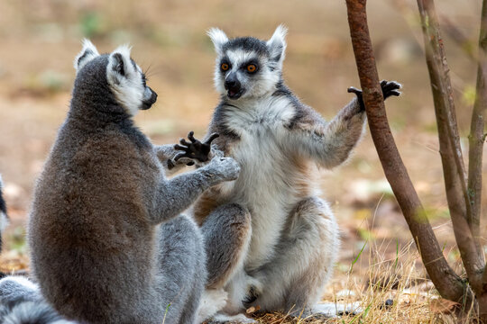 Two lemurs with hands touching, standing side by side.