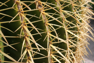 Golden barrel cactus (Echinocactus grusonii), Cactaceae, spines detail, Dominus Flevit Church...