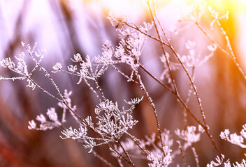 Frozen umbrella flowers with snow against a forest background.