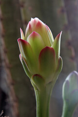 Peruvian apple cactus or Hedge cactus or Cereus hildmannianus in bloom close up, the garden of the Benedictine Monastery of Zion in Jerusalem, Israel