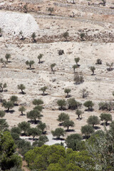 Olive tree grove between Bethlehem and Jerusalem, Israel