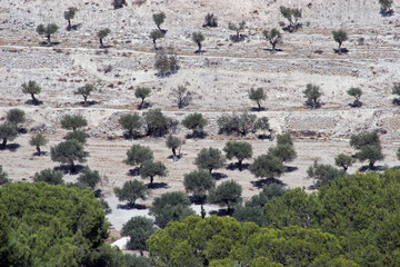 Olive tree grove between Bethlehem and Jerusalem, Israel - 733022495
