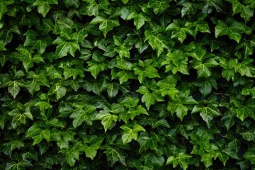 Obraz premium This close-up photo showcases a vibrant green plant with its lush leaves in sharp detail.