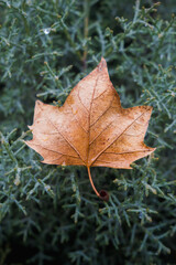 autumn leave on green background