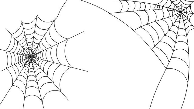 Continuous line of spider web animation on White Background. Corner Spider Cobweb Formation 
