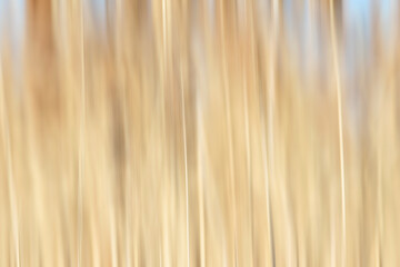 Nature background of blurred growing wheat for food background