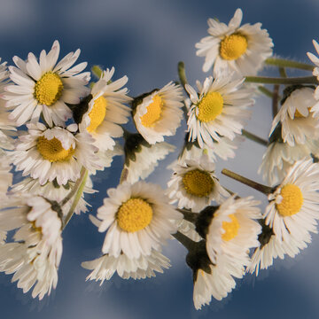 background with daisies on a mirror reflecting the blue sky
