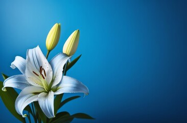 Fototapeta na wymiar white lily on blue background