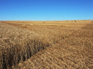 moisson