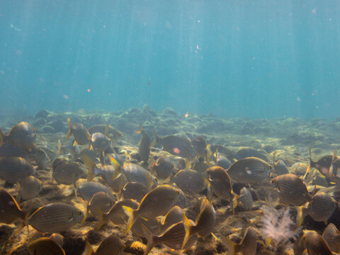 Banco de peces, cardumen de peces