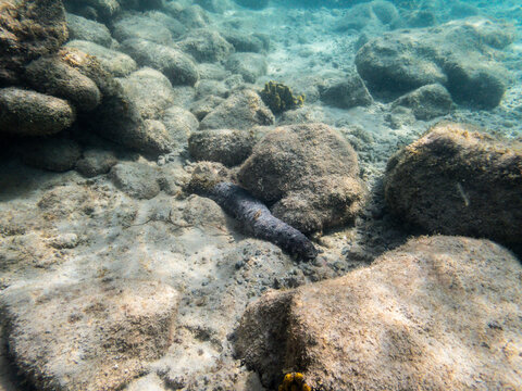 Animal marino en la costa de Fuerteventura