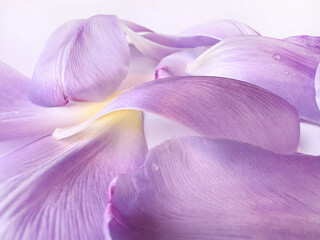 Close up of tender light purple tulip petals with water drops. Wedding romantic background. Fragrance.