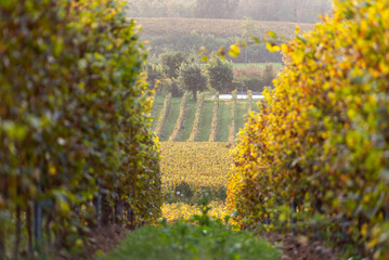 Autumn season in Franciacorta district area, Brescia province in Lombardy district, Italy, Europe.