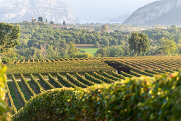 Autumn season in Franciacorta district area, Brescia province in Lombardy district, Italy, Europe.