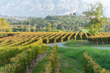 Autumn season in Franciacorta district area, Brescia province in Lombardy district, Italy, Europe.