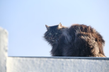 A cat sitting on a wall on a sunny and windy day. Batz-sur-mer, France - February 10, 2024.