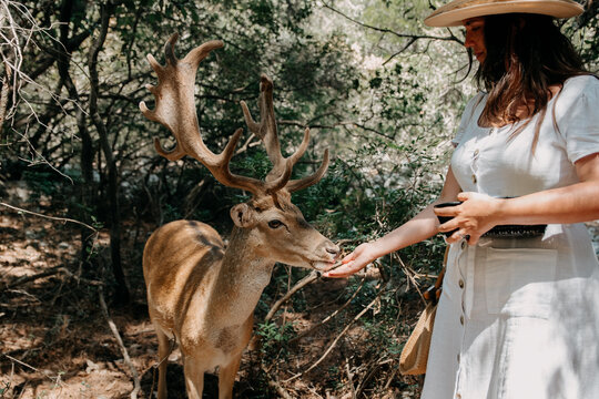 Young woman feeding deer in fallow deer sanctuary on Badija island near Korcula, Croatia