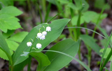 Obraz premium lily of the valley in bloom with green background copy space 